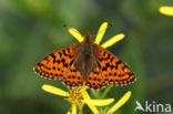 Veenbesparelmoervlinder (Boloria aquilonaris)