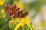 Veenbesparelmoervlinder (Boloria aquilonaris)