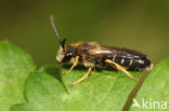 Roodpotige groefbij (Halictus rubicundus)