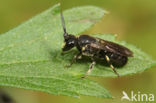 Boemerangmaskerbij (Hylaeus difformis)