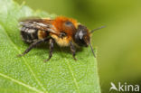 Bosmetselbij (Osmia uncinata)