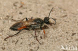golden digger wasp (Sphex funerarius)