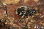 Gewone behangersbij (Megachile versicolor)