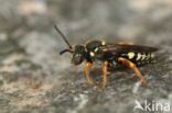 Wasp-bee (Nomada rufipes)