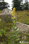 Gele gentiaan (Gentiana lutea)