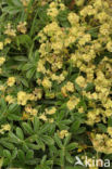 Alpenvrouwenmantel (Alchemilla alpina)