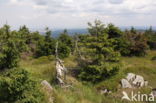 Harz National park