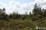 Harz National park