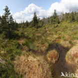 Harz National park