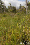 Stekende wolfsklauw (Lycopodium annotinum)