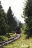 Harz National park