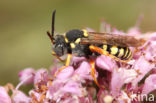 Wasp-bee (Nomada flavopicta)