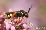 Zwartsprietwespbij (Nomada flavopicta)