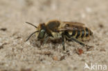 Rotsbehangersbij (Megachile pilidens)