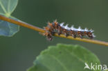 Comma (Polygonia c-album)