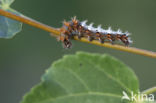 Gehakkelde aurelia (Polygonia c-album)