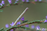 Gewone heispanner (Ematurga atomaria)