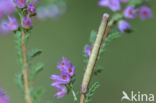 Common Heath (Ematurga atomaria)