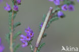 Common Heath (Ematurga atomaria)