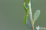 Bosbessnuituil (Hypena crassalis)