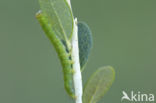 Bosbessnuituil (Hypena crassalis)