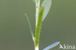 Bosbessnuituil (Hypena crassalis)