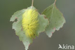 The Miller (Acronicta leporina)
