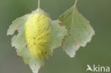 The Miller (Acronicta leporina)