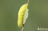 The Miller (Acronicta leporina)