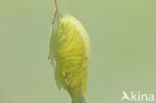 The Miller (Acronicta leporina)