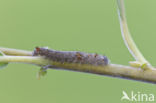 the Lappet (Gastropacha quercifolia)