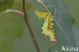 Iron Prominent (Notodonta dromedarius)