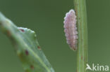 Boomblauwtje (Celastrina argiolus)