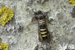 Pennisetia hylaeiformis