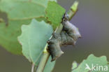 Iron Prominent (Notodonta dromedarius)