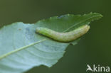 The Coronet (Craniophora ligustri)