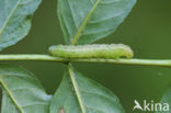 Schedeldrager (Craniophora ligustri)