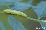 Schedeldrager (Craniophora ligustri)