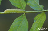 The Coronet (Craniophora ligustri)