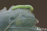 Green Silver-lines (Pseudoips prasinana)