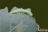 Green Silver-lines (Pseudoips prasinana)