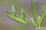 Hommelvlinder (Hemaris tityus)