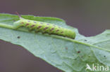 Hemaris tityus