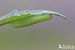 Hommelvlinder (Hemaris tityus)