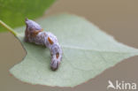 Pebble Prominent (Notodonta ziczac)
