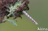 Zwartvlekdwergspanner (Eupithecia centaureata)