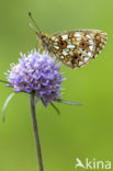 Small Pearl-Bordered Fritillary (Boloria selene)