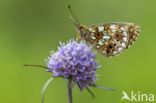 Small Pearl-Bordered Fritillary (Boloria selene)