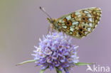 Small Pearl-Bordered Fritillary (Boloria selene)