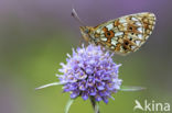 Small Pearl-Bordered Fritillary (Boloria selene)